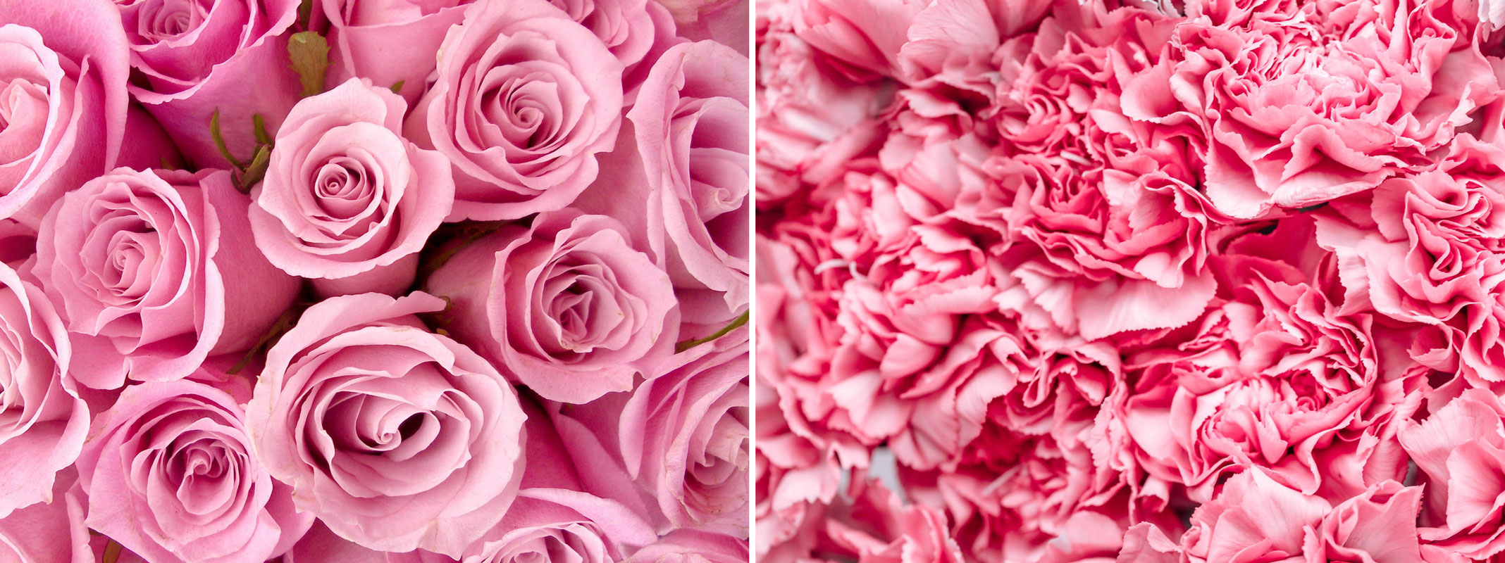 Pink Carnations vs. Pink Roses: Which One to Choose for Your Wedding?